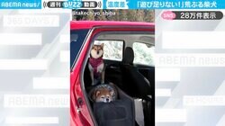 「後ろとの温度差w」車のケージで暴れる柴犬に「想像以上に荒ぶってる笑」「お菓子買ってもらえなくて怒る幼児…」