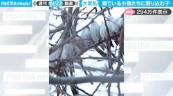「わちゃわちゃもふもふ」小鳥たちが身を寄せ合って暖をとる姿に「おしくらまんじゅう可愛い」「ドリフみを感じます」と反響