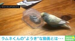 容器の中のオモチャで遊びたいインコ 無事取り出すもまさかの展開でネット民爆笑「オチが本当の落ち」