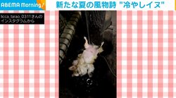 新たな “夏の風物詩” 爆誕！斬新な水浴びをする犬の姿に「何気なく見てたら衝撃映像」「気持ち良さそう」と話題