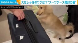 出張帰りのパパを出迎える“恒例行事”！ スーツケースに飛び込み大興奮な犬の姿が「愛に溢れてますね（笑）」と話題
