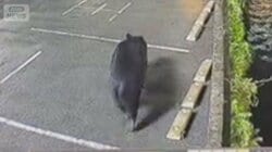 複数いる？付近に潜伏か…宇都宮市中心部に“連日クマ”市内の全小中学校あすも休校