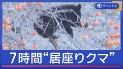 木の上“居座りクマ”7時間攻防　年の瀬でも“毎日クマ出没”の街を取材