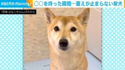 お座りしながらも震えが止まらない！シャンプーが苦手な柴犬の姿に「頑張ってね」「抱っこして励ましてあげたいっ」と反響続々