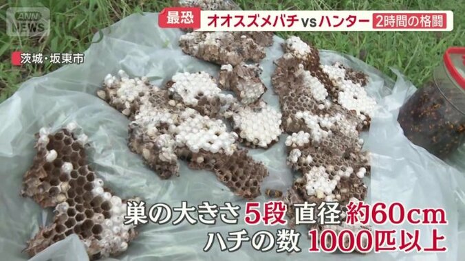 駆除された巣