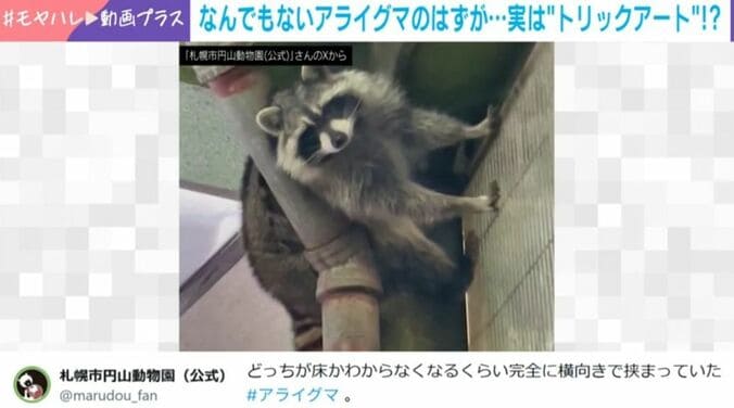 アライグマのチャロ