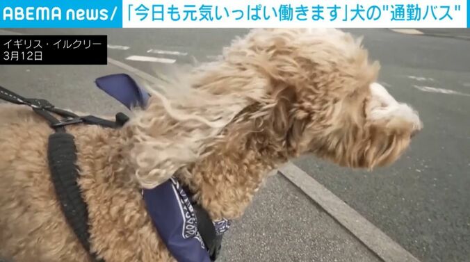 犬