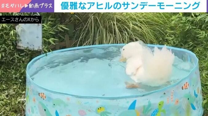 アヒルのヨバンちゃん（6歳）