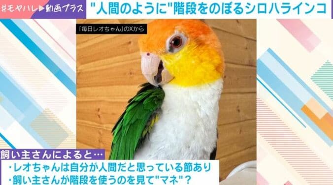シロハラインコのレオちゃん