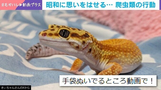 ヒョウモントカゲモドキの普段の様子