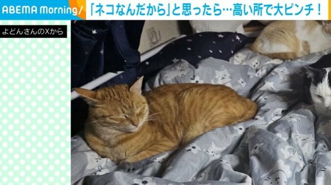 猫のツくん（4歳）