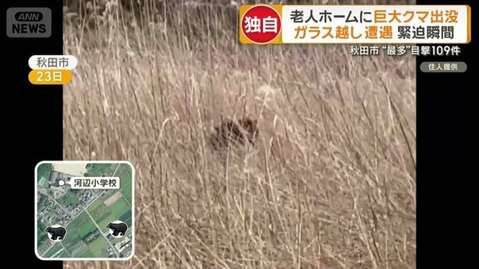 やぶの方に行ったクマ