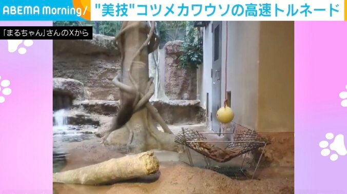 コツメカワウソの風くん