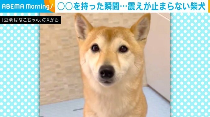 柴犬のはなこちゃん（4歳）