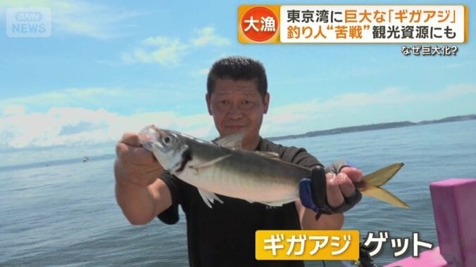 「ギガアジ」をゲット
