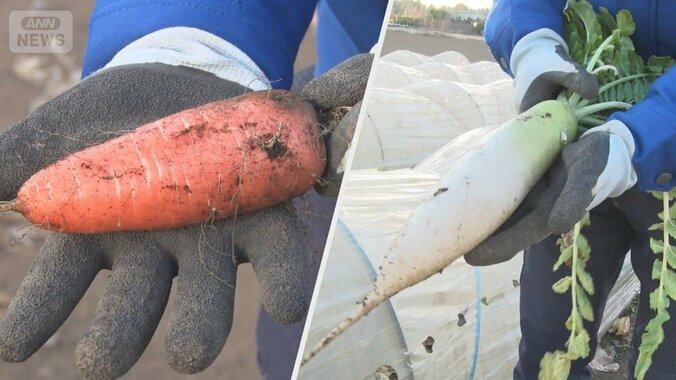 寒波でニンジン葉枯れ「成長止まる」　ダイコンもシナシナ…　今後の野菜価格は？ 1枚目