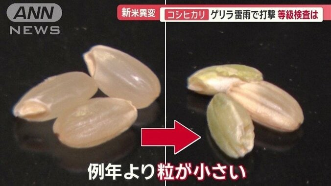 例年より粒が小さくなったコメ