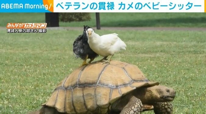 ヒナ鳥2匹を甲羅に乗せて散歩するリクガメ 普段は無愛想な男の「笑っているように見える」“パパ”のような一面に反響 1枚目