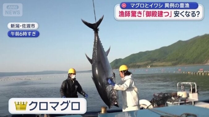 クロマグロ