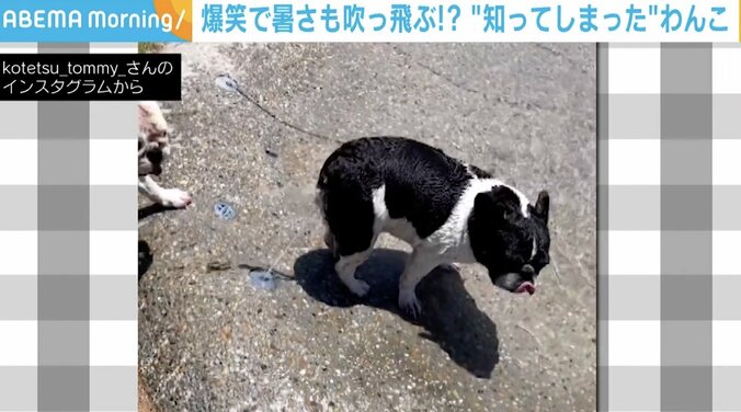 噴水で何してるの？ワンコの“珍行動”を捉えた飼い主爆笑「水遊びが好きなのはわかってたが」 1枚目