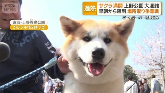 秋田犬 さくらちゃん