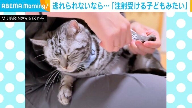 アメリカンショートヘアのりんくん