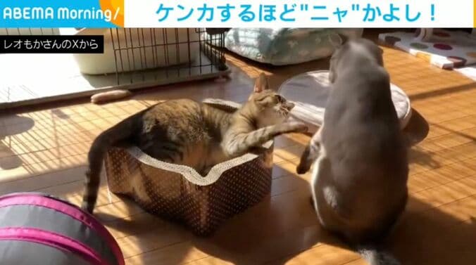 レオくん（6歳）、もかちゃん（6歳）