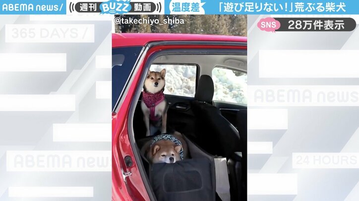 柴犬の「たけちよ」くんと「くろず」ちゃん