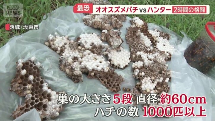 駆除された巣