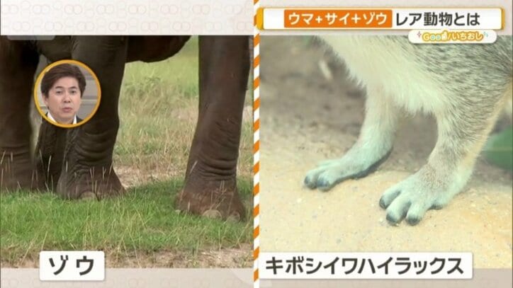 足の裏や爪などにゾウと似た特徴がある