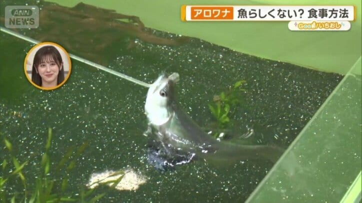 残念なポイント「食事はもはや飛ぶしかない」