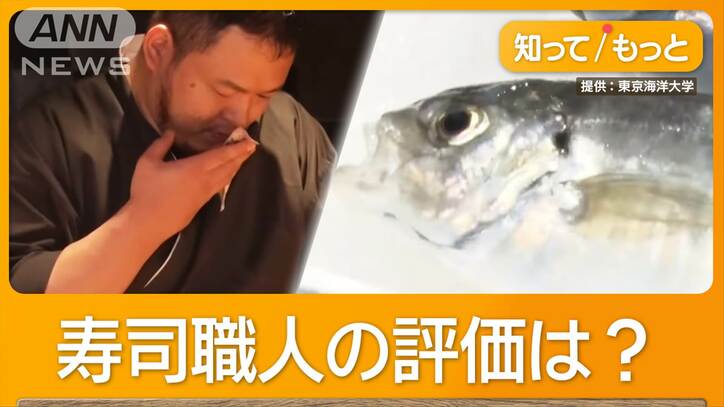 「世界一うまい」に挑む　アジとカイワリ掛け合わせた「ハイブリッド魚」に市場注目