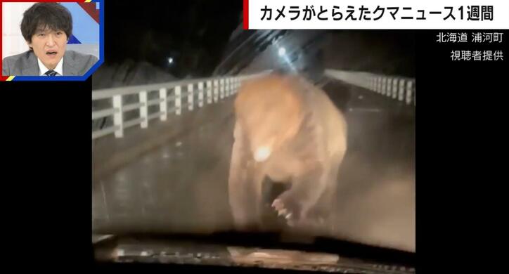 【写真・画像】巨大なヒグマが車に突進…カメラが捉えた衝撃の瞬間 「バックは極力しない方がいい」専門家が注意喚起