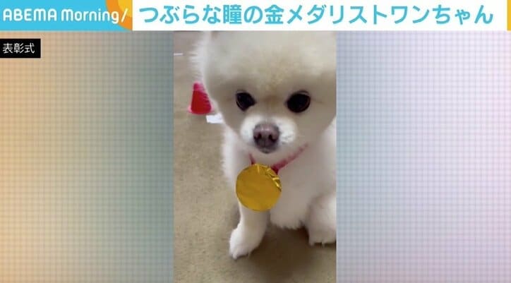 生後5カ月で左前足を失ったポメラニアン 飼い主が愛情の“金メダル”