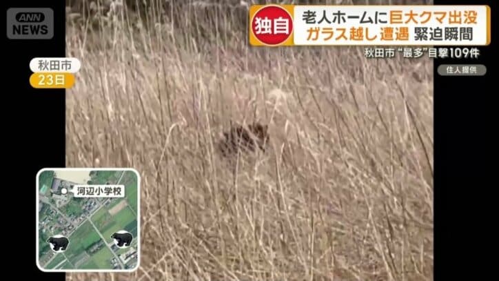 やぶの方に行ったクマ