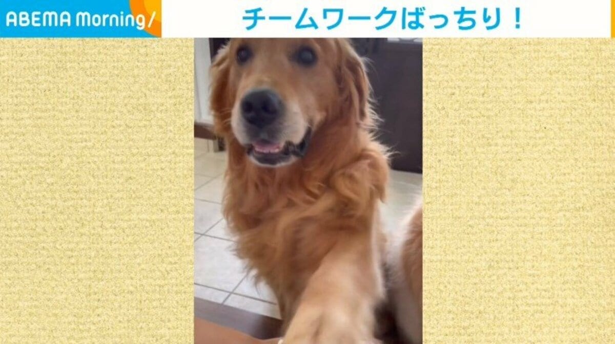流れに乗って前足ポン 飼い主家族と 一致団結 した空気が読める親子犬に 一緒にやりたい 可愛すぎ の声 話題 Abema Times