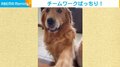 流れに乗って前足ポン 飼い主家族と"一致団結"した空気が読める親子犬に「一緒にやりたい」「可愛すぎ」の声