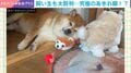 おもちゃにも“省エネ＆塩対応”を貫く柴犬→“究極のあきれ顔”に「これは悟りの境地」「情報量が多過ぎる」など反響