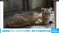 出産直後にアムールヤマネコが死亡 東京･井の頭自然文化園