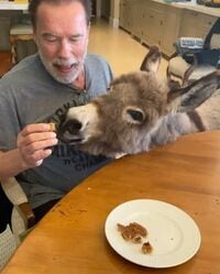 シュワルツェネッガー、1歳になったペットのロバを歌を歌いながらお祝い