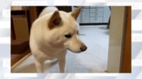 【映像】見送った後、寂しそうな表情をする柴犬