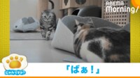 【映像】「ばぁ！」→ドッキリに驚いて飛び退ける猫