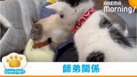 【映像】師匠猫の“職人技”を観察する弟子猫