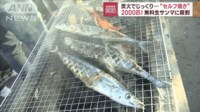 2000匹！無料生サンマに殺到　炭火でじっくり…“セルフ焼き” 