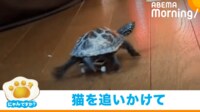 【映像】“パタパタ”と必死に方向転換するカメ