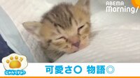 保護後2日目に膝の上でウトウト 子猫の天使級の“寝落ち”