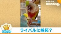 【映像】キャップの“ギザギザ”に頭をスリスリするインコ