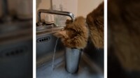 水の飲み方が“下手すぎ”な猫