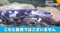 【映像】パンダ柄のウナギやゼブラ柄のウツボ!? 「エビとカニの水族館」を取材