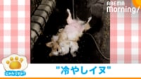 【映像】まるで滝行!気持ち良さそうに水浴びをする犬